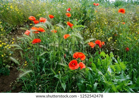 Spring in Italy. Poppy flowering. The ancient city of Noli.