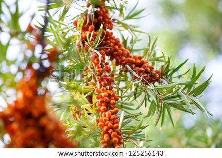 buckthorn berries on a branch close
