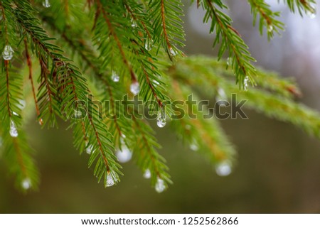 green spruce branches with frozen drops. cold winter