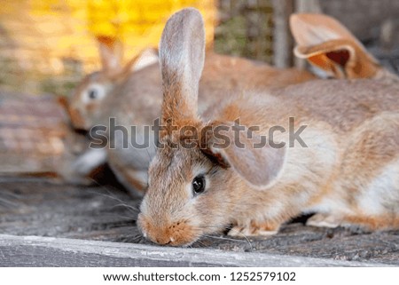 eared red rabbits live in a cage with hay. Farm Animal breeding for sale