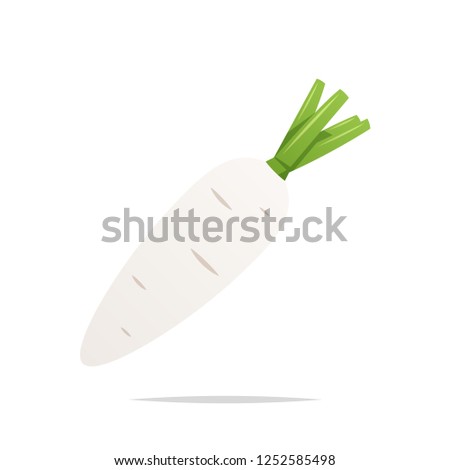 White radish vector isolated illustration