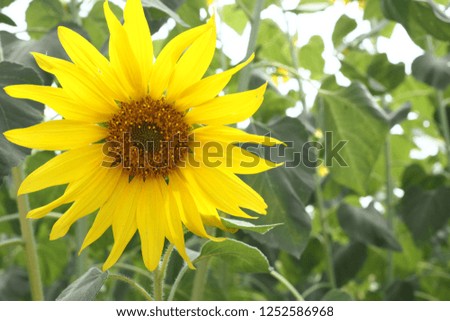 Sunflower garden with the blue sky
