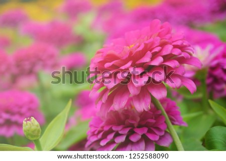 Soft focus pink flower background made with color filters