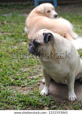 portraits photo of a lovely white fat cute pug dog playing on home garage floor making fun and happy face under warm natural sunlight blur dog friends in picture background