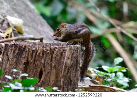 Thailand Squirrel, Squirrels are members of the family Sciuridae, a family that includes small or medium-size rodents. 