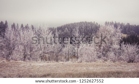Mountain landscape at the beginning of winter. Foreground of frozen shrubs, coniferous trees in the background. Fog, nice light and pleasant colors. Czech Landscape, Beskydy Mountains.
