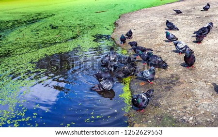 City pigeons swim in the pond with duckweed in summer