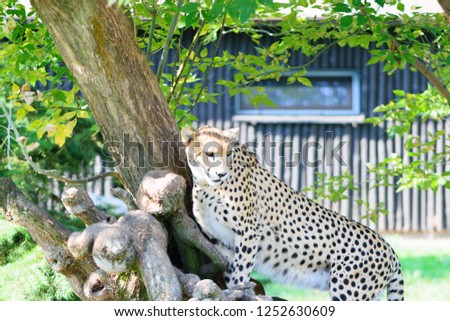 Beautiful cheetah on tree
