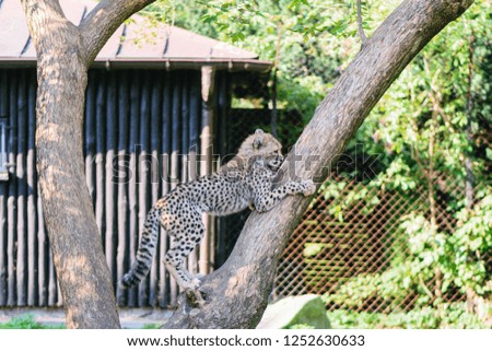 Beautiful cheetah baby on tree