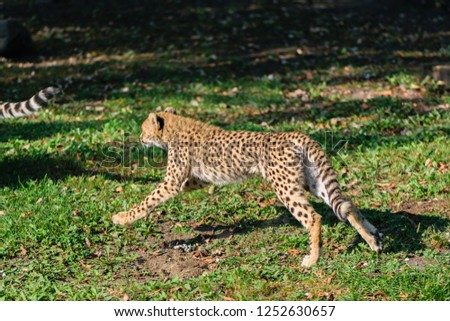 Beautiful cheetah baby on green grass