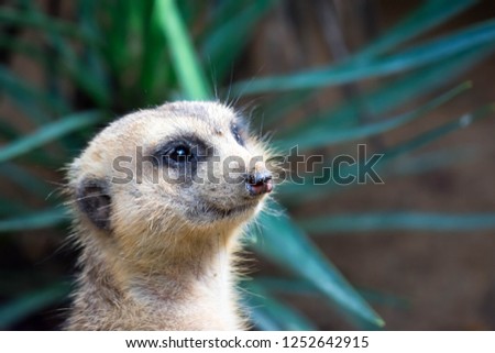 A closeup shot of a meerkats head while standing and being watchful of the environment in a zoo in singapore