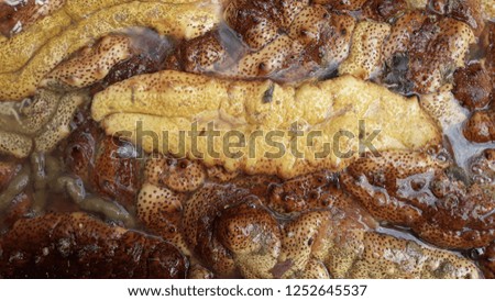 A group of brown sea cucumber