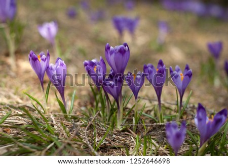 Blooming violet and blue crocus in the high mountains in early spring. Spring background.  Spring flowers crocus growing in wildlife.