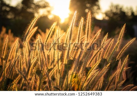 Wild grass  flowers in a field at sunset. Flowers with film style. Selective focus.