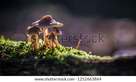 Beautiful closeup of a group of mushrooms growing on tee trunk with green moss and dark bokeh forest background. Mushroom macro, Mushrooms photo, forest photo, forest background Royalty-Free Stock Photo #1252663864