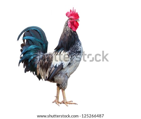 gray rooster isolated over white background Royalty-Free Stock Photo #125266487