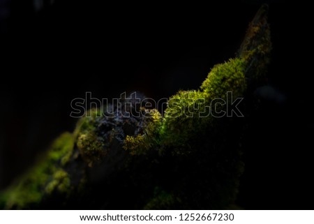 Image of moss plant with beautiful light.