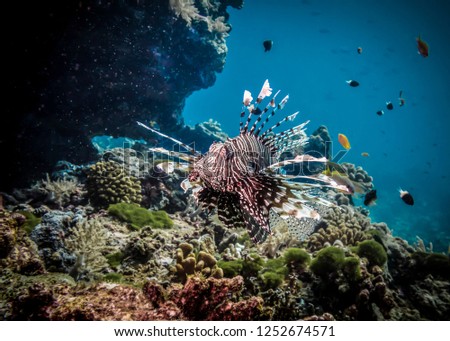 Lionfish near the reef at the bottom of the Andaman sea