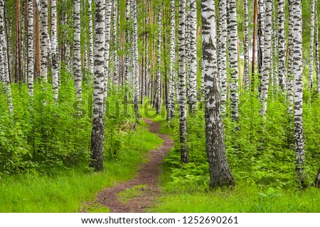 Beautiful synny day in the forest. Birch trees among the path. Royalty-Free Stock Photo #1252690261