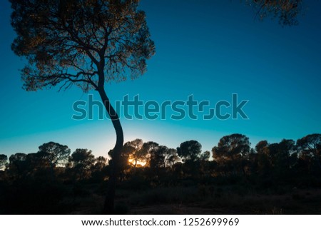 the sunset in the pine forest