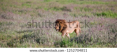 Lion in the Ngorongoro Crater, Tanzania