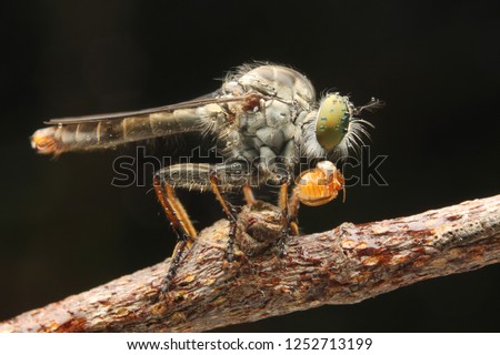 Robberfly asilidae mini