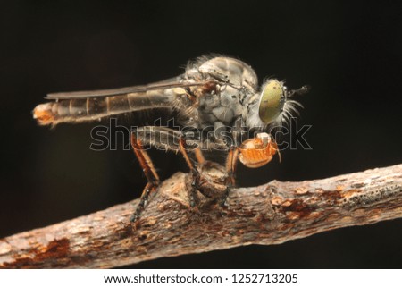 Robberfly asilidae mini