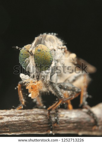 eye robberfly asilidae mini