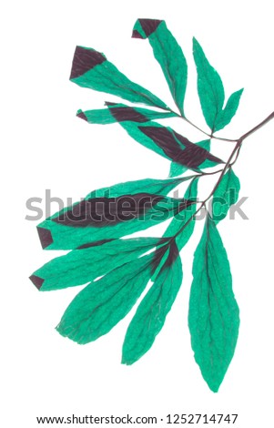 green leaves on a white background Royalty-Free Stock Photo #1252714747