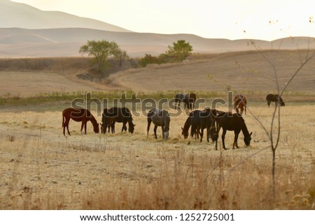 A horses in a field