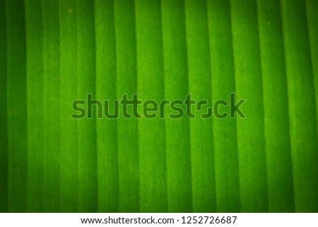 Texture background of backlight fresh green Leaf.Banana leaves,Abstract striped natural background