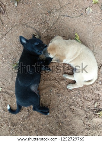 Black and cream puppies.