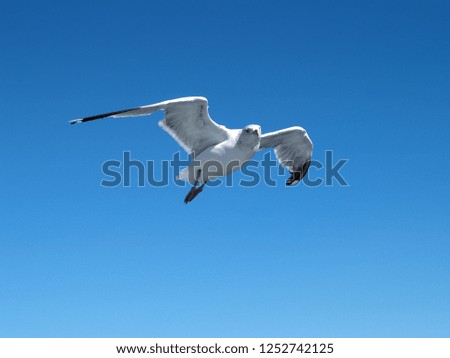 Seagull over Fehmarnsund