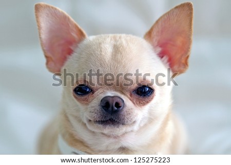 close up picture of nice chihuahua