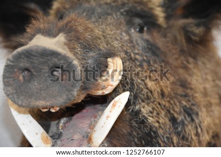 wild boar in corsican island