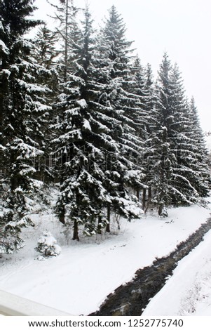 Magical winter wonderland scene as mountain stream runs through snowy pine forest in Zakopane, Poland