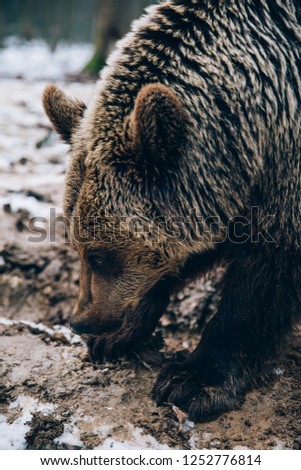 Beautiful brown bear in the forest searching for food.