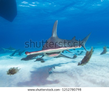 Hammerhead Shark, Bahamas