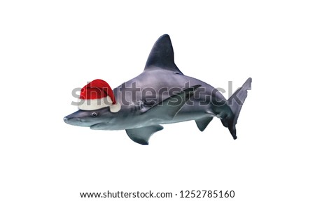 Big shark is isolated on the white background with christmas hat of Santa Claus.