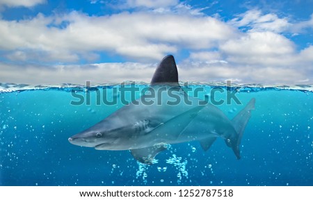 Half underwater photo of tropical paradise with big bull shark in the clear blue water of Atlantic ocean. 
