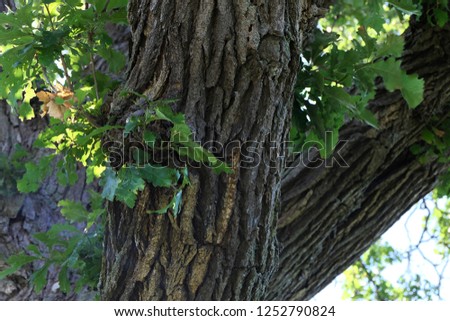 Close up of the bark on a White Oak (Quercus Alba) tree trunk.