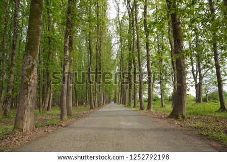 empty lonely asphalt car road between trees in forest outdoor nature environment in fresh weather time with green colors . The machine path in the forest . Azerbaijan Lankaran