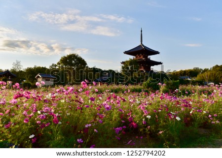 silhouette of Japanese temple and sosmos in Nara, Kyoto in the evening