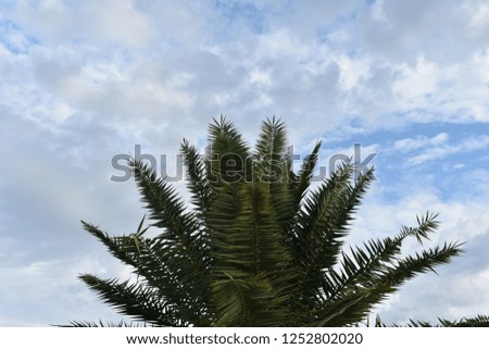 palm leaves in bright blue sky