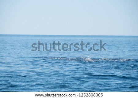 
Dolphin in indonesia