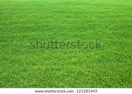 Green lawn background. Nature background. Green grass texture. Spring fresh lawn carpet Royalty-Free Stock Photo #125281643