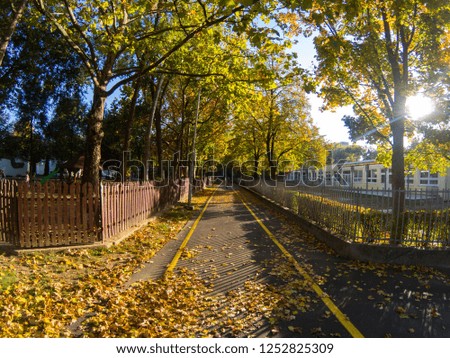 Beautiful autumn picture of a street with yellow leafs and sunshine. Path with two yellow stripes in the middle of the picture.