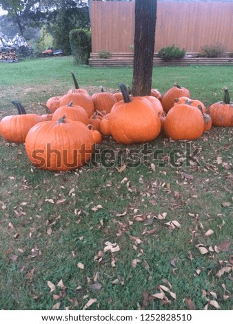 pumpkin harvest picture