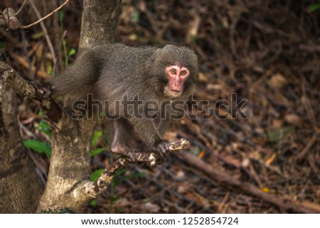 Japanese monkey forest