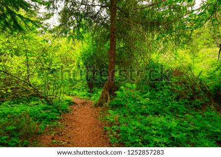a picture of an exterior Pacific Northwest forest hiking trail